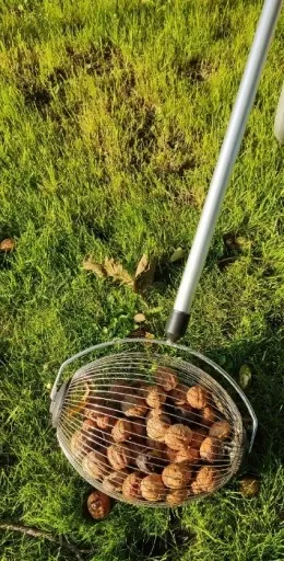 ZBIERACZ DO ORZECHÓW OWOCÓW ROZKŁADANY TELESKOPOWY ZBIERAK KASZTANÓW - zdjęcie 4