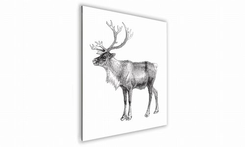 OBRAZ NA SZKLE KWADRATOWY 50x50cm 030 Graficzny renifer na Arena.pl