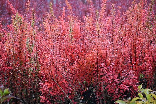 Berberys Thunberga Erecta - Berberis thunbergii na Arena.pl