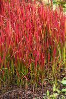 Imperata cylindryczna Red Baron trawa ozdobna czerwona Imperata cylindrica