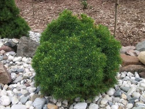 Doniczka 9 x 9cm (P9) na Arena.pl