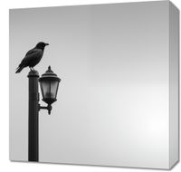 Obraz 50x50cm Samotny Postój Kruka