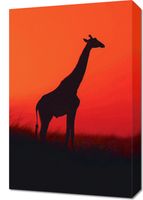 Obraz 40x60cm Żyrafa w Czerni
