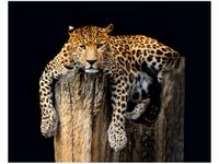 40X50CM OBRAZ DZIKI KOT LAMPART OBRAZ