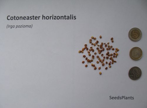 IRGA POZIOMA Cotoneaster horizontalis - NASIONA 6000 sztuk - 100g. na Arena.pl