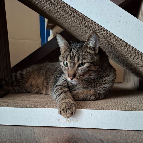 Drapak dla kota Trójkąt XXL | biały | 77x69x47x30 cm | Mruu&Pruu na Arena.pl