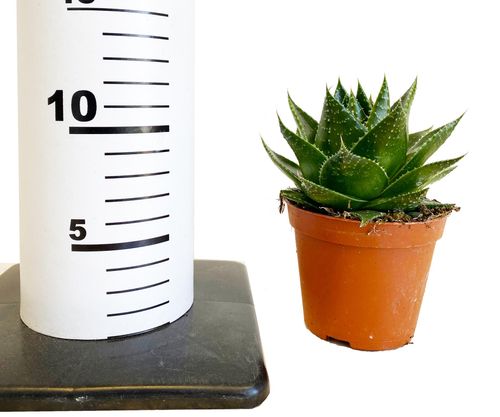 ALOES ARISTATA COSMO 12cm na Arena.pl