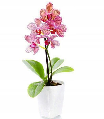 Agrecol Zestaw Biohumus 2szt Nawóz organiczny, naturalny płyn 10L na Arena.pl