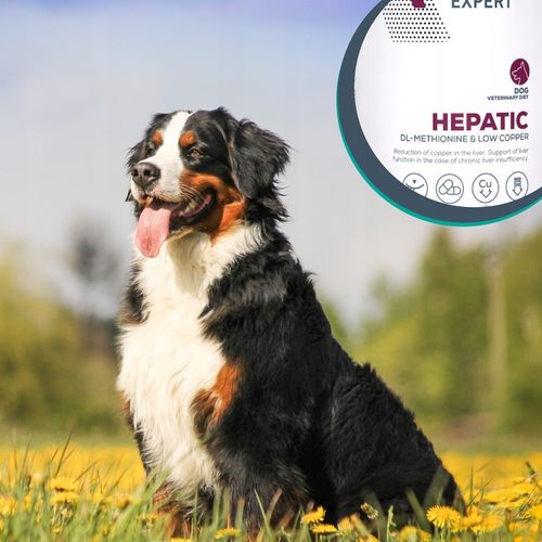 Mokra karma dla psów wsparcie wątroby kurczak Vet Expert Hepatic 6 x 400g na Arena.pl