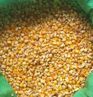 Kukurydza całe ziarno worek pasza karma 25kg zanęta dla kur gołębi ryb 25