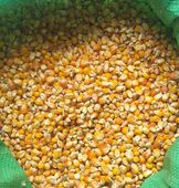 Kukurydza całe ziarno worek pasza karma 25kg zanęta dla kur gołębi ryb 25