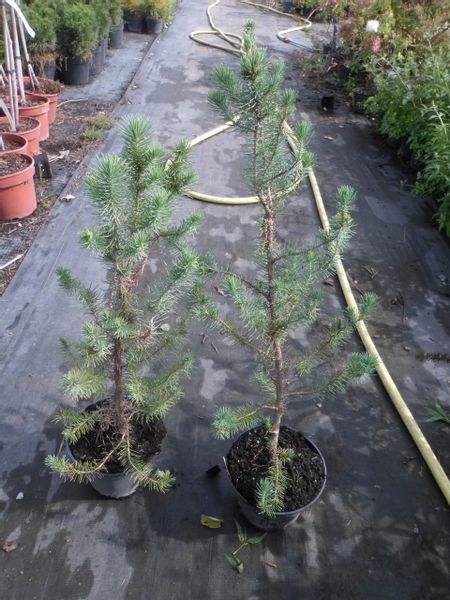 Sosna pinia pinus pinea 40-60cm C2 zdjęcie 7