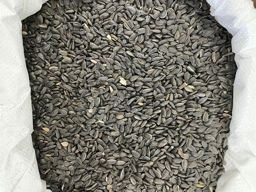 Czarny Słonecznik Ziarna Czyszczony Karma PREMIUM Dla Ptaków I Gołębi 10 kg na Arena.pl