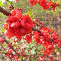 P9 PIGWOWIEC SUPERBA CLEMENTINE