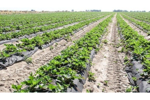 Szpilki do agrowłókniny U25 100 szt. na Arena.pl