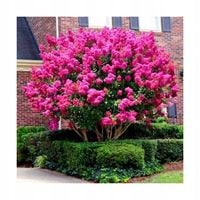 Lagerstroemia bez południa RÓŻOWA 10-20CM