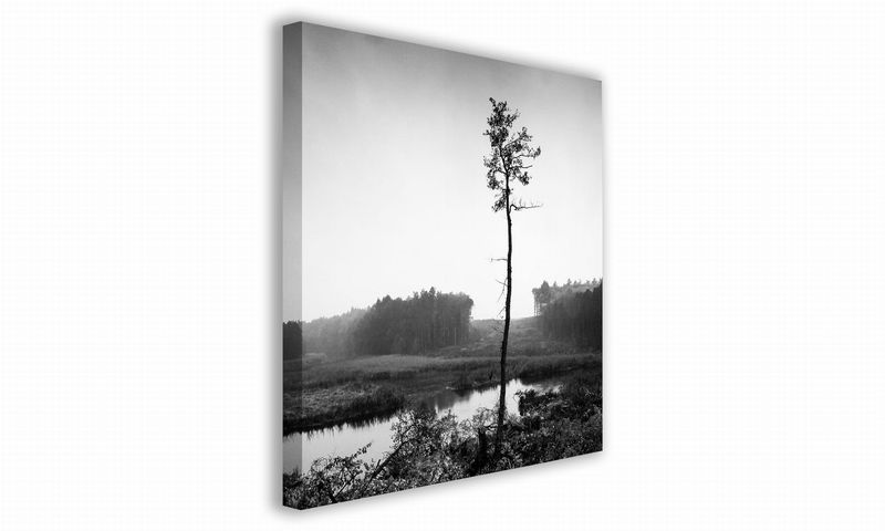 OBRAZ NA PŁÓTNIE 093 Sosna 30x30cm zdjęcie 1