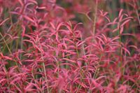 Trzmielina karłowa - Euonymus nanus var.turkestanicus