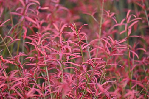 Trzmielina karłowa - Euonymus nanus var.turkestanicus na Arena.pl