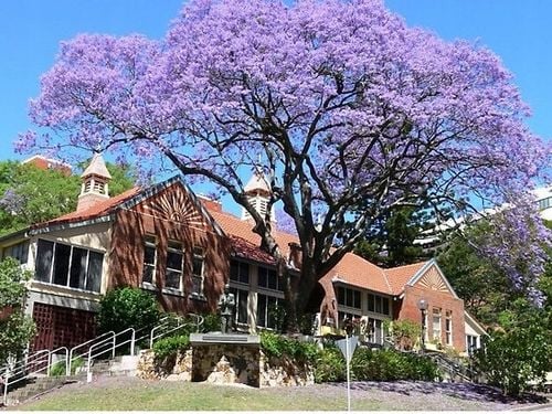 Jakaranda mimozolistna 40-60cm P9 na Arena.pl