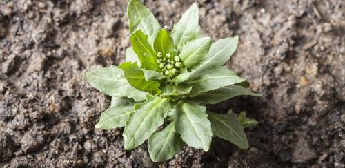 ROUNDUP RANDAP NA CHWASTY chwastobójczy glifosat środek koncentrat 1L BAYER na Arena.pl