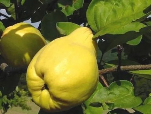 PIGWA gruszkowa - sadzonki 110 / 140 cm na Arena.pl