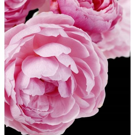 YODEYMA Paris_ADRIANA ROSE Eau de Parfum 50ml EDP na Arena.pl