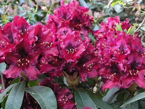 Różanecznik Kali C3 E na Arena.pl