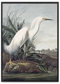 Plakat biały ptak mokradła bagna 21x30 cm w czarnej ramie