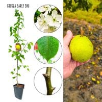 Grusza Early Shu chrupiący miąższ wczesna 180-220 cm