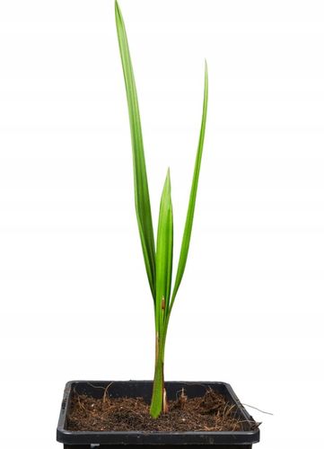 Jubaea Chilensis palma mrozoodporna 20-30cm na Arena.pl