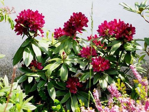 Różanecznik Polarnacht C3 E na Arena.pl