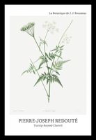 Plakat 20x30cm Design Rotted Chervil, Redoute Vintage do Salonu