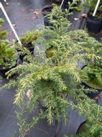 Choina kanadyjska sadzonka drzewo żywopłot