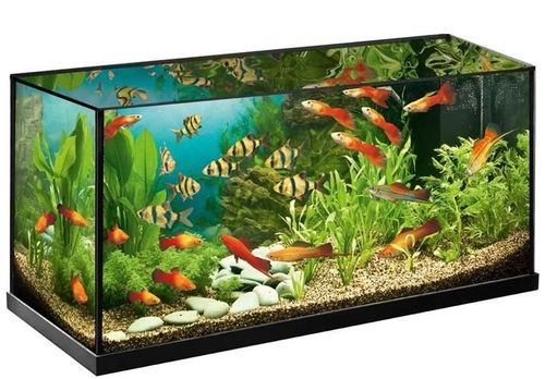 Odmulacz bateryjny do akwarium na Arena.pl