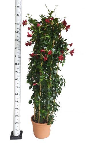 SANDEVILLA (SUNDAVILLE)  CZERWONA 150cm na Arena.pl