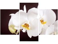 90X60CM OBRAZ PIĘKNY STORCZYK TRZY OBRAZY