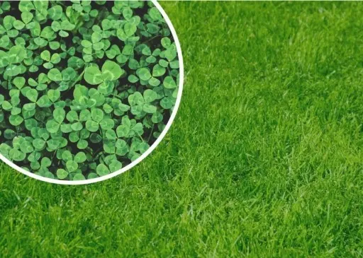 MIKROKONICZYNA drobnolistna KONICZYNA trawa nasiona 100 m² 0,5kg zdjęcie 3