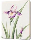 Obraz 50x70cm Hana–Strobel, Morikaga Japoński Vintage