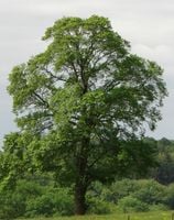 WIĄZ POSPOLITY Ulmus carpinifolia - NASIONA 1500 sztuk - 10g.