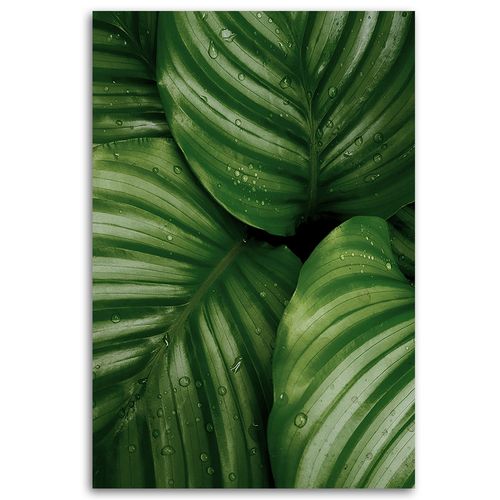Obraz na płótnie, Krople wody na liściach 60x90 na Arena.pl