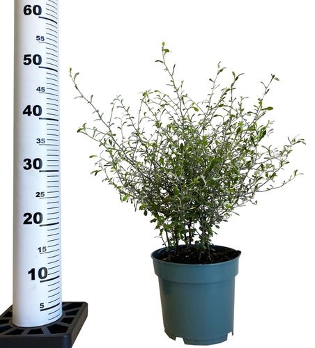 Corokia Virgata Maori Green 50 cm na Arena.pl