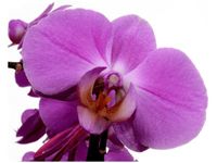 40X50CM FIOLETOWY STORCZYK OBRAZ