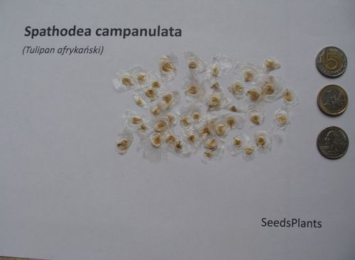 TULIPAN AFRYKAŃSKI Spathodea campanulata - NASIONA 2200 sztuk - 10g. na Arena.pl