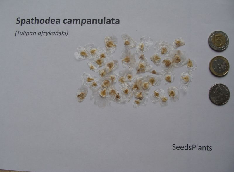 TULIPAN AFRYKAŃSKI Spathodea campanulata - NASIONA 2200 sztuk - 10g. zdjęcie 3