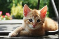 120CM 80CM OBRAZ ŚCIENNY RUDY KOT MATHIAS ERHART