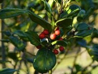 OSTROKRZEW zielony NELLIE R. STEVENS SADZONKA