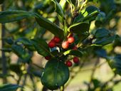 OSTROKRZEW zielony NELLIE R. STEVENS SADZONKA