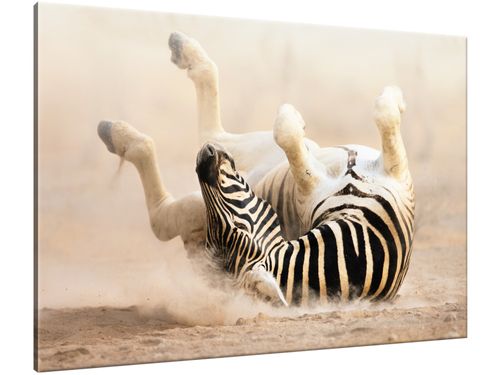 Obraz Zebra 100x70 JAKOŚĆ+ na Arena.pl