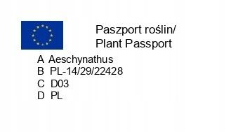 Aeschynanthus Caroline Eszynanthus don.9cm na Arena.pl